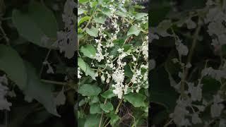 Fallopia baldschuanica, #rus sarmasigi
