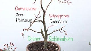 New Bonsai Acer Palmatum Dissectum ‼️Gartencenter Schnäppchen ‼️Bonsai oder Kleinholz 2023-35