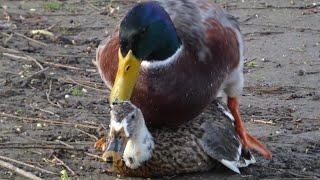 Mallard Ducks fighting to mate with female - Vergewaltigung unter den Stockente Paarung Ebertpark