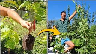 how to grow seedless grape plants at home?  part 2 (how to plant a grape tree in containers)