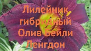 Лилейник гибридный Олив Бейли Ленгдон  обзор: как сажать, луковицы лилейника Олив Бейли Ленгдон