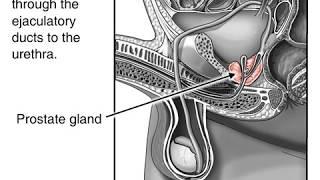 Как происходит семяизвержение? Из чего состоит мужская репродуктивная система?