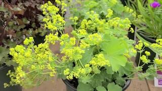 Alchemilla mollis (Lady's Mantle)//Adorable, Easy toGrow, STRIKING Perennial!