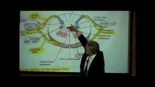 THE SPINAL CORD & SPINAL TRACTS; PART 1 by Professor Fink