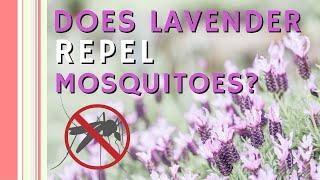 Does Lavender Repel Mosquitoes? My Test Didn't Go Well! And the BEST Natural Insect Repellant!