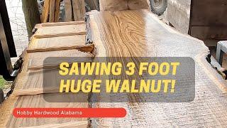 Sawing A Huge Walnut Log, 3 Foot In Diameter, With Wood-Mizer Sawmill at Hobby Hardwood