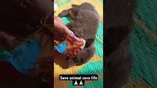 SAVE LIFE SAVE ANIMAL