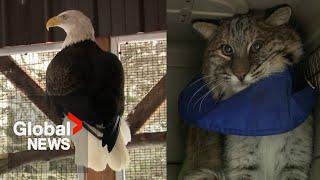 Happy Tails: Finding Hope For Wildlife in an ever-changing world of human, nature-driven challenges
