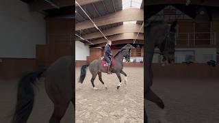 The tempi King  how many changes did you count? #equestrain #short #viral