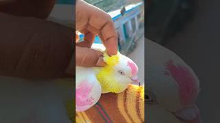 Jack pigeon lover #pigeon #pets #jackkabutar #kabutar #viral #trending #shorts