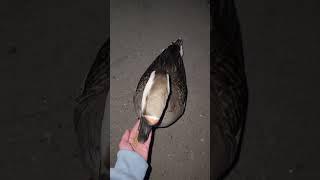 Gerald is a loose goose #shorts #fyp #goose #funny #honk #duckpond #night #adventure #girlythings