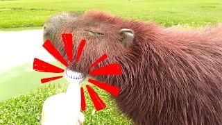 Wild Capybara Vs Giant Brush