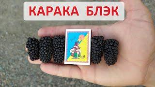 Ежевика Карака Блэк (Karaka Black) - огромные и ранние ягоды