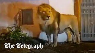 Escaped circus lion wanders streets of Italian town sparking panic