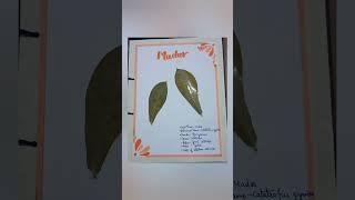 Herbarium file