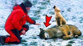 Man Saves Crying Wolf Cub And Its Dying Mother, What Happened Next Was Incredible