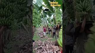 Mudahnya, Panen Pisang di Kebun Pisang Modern