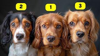 SPANIEL TYPES - 10 TYPES OF SPANIELS