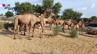 Desert camel farming || Camels in thar desert || Mazari camels