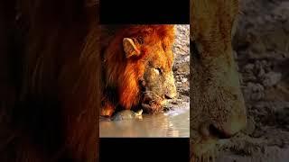Funny Turtle VS Lion King #viral #wildlifewonders #foryou