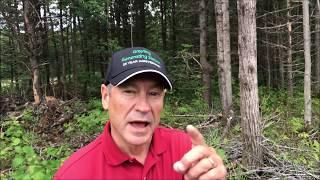 Clearcutting & forest management