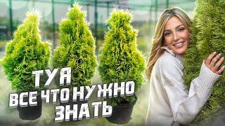 ТУЯ  Брабант или Смарагд? Посадка - Стрижка - Уход - Полив