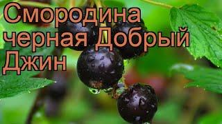 Смородина черная Добрый Джин (ribes nigrum)  обзор: как сажать, саженцы смородины Добрый Джин