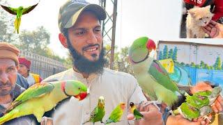 Lahore sunday Birds Market Gaye Birds Leny  | Ahma Daily pets Vlogs