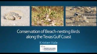 Wildlife Diversity Webinar | Conservation of Beach-nesting Birds