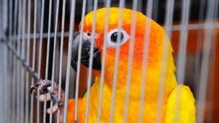 How to Travel with a Bird | Pet Bird