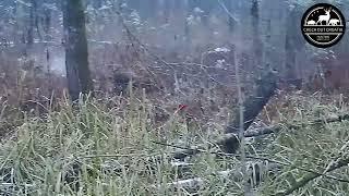 DRIVEN HUNT WILD BOAR IN CROATIA 4