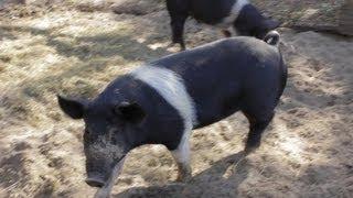 Raising A Pig or Hog For Meat Before & After - Becky's Homestead