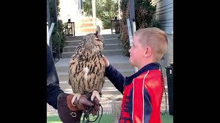 Boy Gets Scared Petting Eurasian Eagle Owl - 1391722