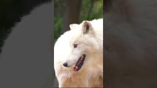 Wolf - Animal Facts #wildlife #animals #wolf #wolves