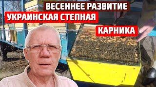 Весеннее развитие пчел украинская степная пчела и карника