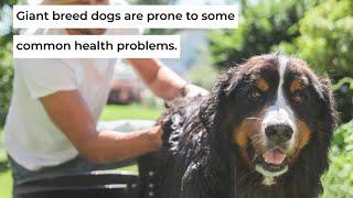 Health Issues In Giant Breed Dogs