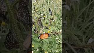 butterfly #tithli #music #entertainment #shortsviral #shortsfeed #love