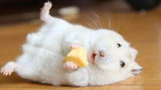 Funny and Cute Hamster Compilation  - Funniest Hamsters Of All Time 2020