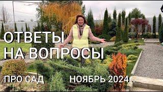 ОТВЕТЫ НА ВОПРОСЫ ПРО САД Ноябрь 2024г. Про розы, о моих собаках, тую Пирамидалис, лиственницу...