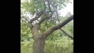 Beautiful Woodlands of England