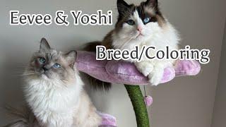 Eevee & Yoshi’s Breed/Coloring