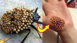 TOP 10 MOST DANGEROUS BUGS IN THE WORLD 2021