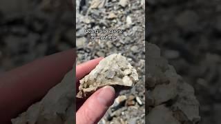 This was once the bottom of a tropical ocean millions of years ago  #geologist #geology #fossils