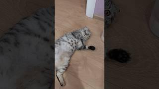 Melisa️️️#cat #shortvideo #catlover #shorts #cute #красиваякошка