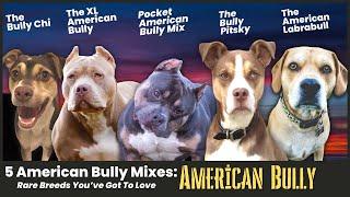 5 American Bully Mixes: Rare Breeds You’ve Got To Love