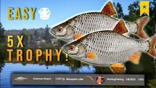 LOW LEVEL MONEY MAKING GUIDE COMMON ROACH(MOSQUITO LAKE)- Russian Fishing 4