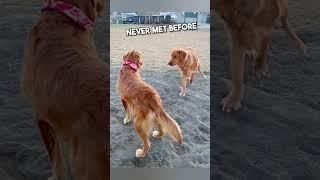 This Dog Found His Lost Brother ️