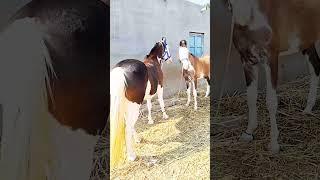 horse lover Jodhpur horse show 2023Marwari horse for saleNew horse videoPushkar fair horse riding