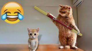 When Cats Are So Silly  I will die laughing  New Funny Catss 2024 