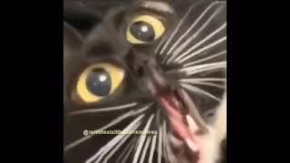 Distorted Cat Meow